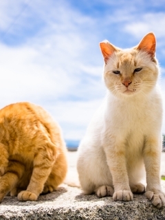Image: cats, pair, bask, sun, summer, sky