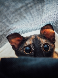 Картинка: Котик, кошка, глаза, морда, под одеялом