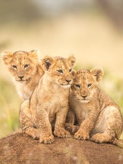 Image: lion cubs, cubs, three, hill