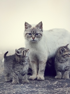 Картинка: Кошка, мама, котята, малыши
