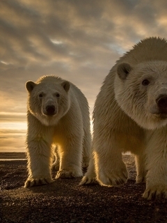 Картинка: Закат, Медведи, Семья
