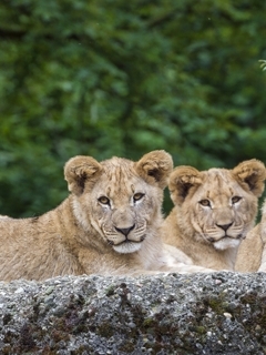 Image: Lioness, muzzle, predators, lying, looking, stone, trees, branches
