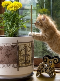 Image: Kitten, small, red, fluffy, flower, plant, planter, flower pot, figurine, window, curious