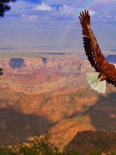 Картинка: Птица, орлан, орёл, летит, крылья, хищник, высота, радуга, небо, каньон