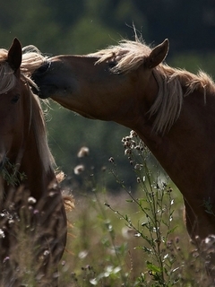 Картинка: Лошадь, пара, грива, едят, трава, поле, боке