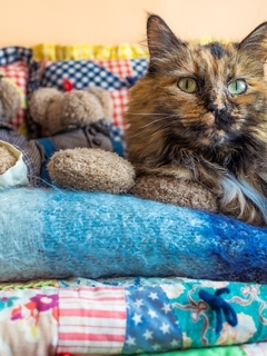 Картинка: Кошка, пёстрая, пушистая, лежит, плед, игрушки