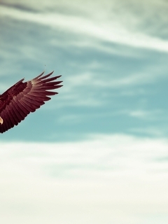 Картинка: Белоголовый орлан, орёл, птица, хищная, крылья, полёт, небо