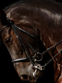 Картинка: Красивая, лошадь, конь, профиль, блеск, сбруя, тёмный фон