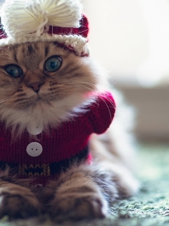 Картинка: Кошка, пушистая, глаза, вязаный, рождественский костюм, шапка, бантик