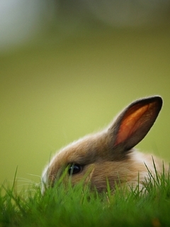 Картинка: Кролик, уши, глаз, пушистый, профиль, трава, зелёная, страх