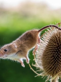 Image: Field mouse, mouse, plant, two, blurred background