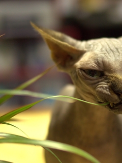 Image: Sphynx, breed, cat, plant, leaves, chews