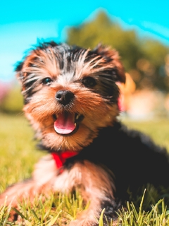 Image: Yorkshire Terrier, breed, dog, puppy, grass, lawn, sun, summer