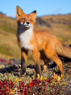 Image: Fox, red, predator, sunny day