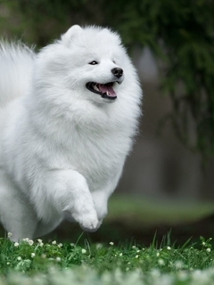 Картинка: Самоедская собака, самоед, самоедская лайка, самоедский шпиц, собака, поле, трава, белая, пушистая, бежит