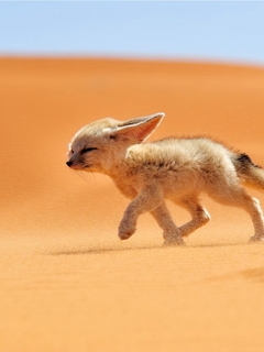 Image: Fennec, fox, animal, desert, eared
