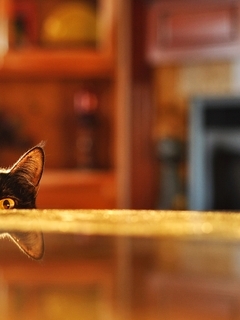 Картинка: Кот, чёрный, глаза, взгляд, уши, отражение