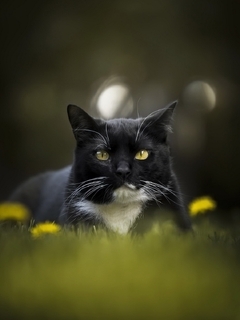 Картинка: Кот, чёрный, сидит, трава, одуванчики, морда, усы, белое пятно, блики, размытость, в центре