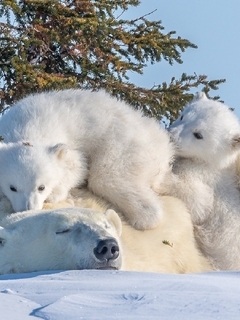 Картинка: зима, медведи, белые, животные