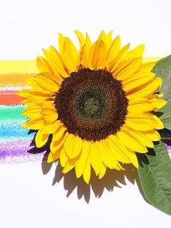 Картинка: Подсолнух, жёлтый, листья, полосы, цветные, яркие, контраст, белый фон