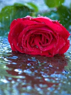 Image: Flower, rose, red, lies, leaves, water, rain, drops