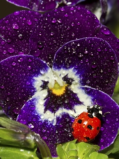 Image: Flower, pansies, ladybug, insect, sitting, leaves, drops, dew