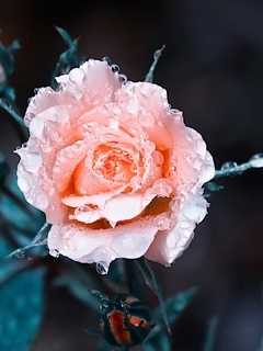 Картинка: Роза, розовая, цветок, капли, роса, бутоны, листья, размытость