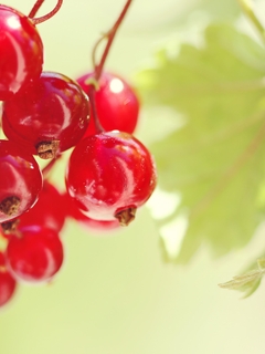 Image: Red currant, fruit, ripe, berries, leaves