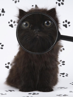 Image: Kitten, black, magnifier, muzzle, eyes, paws, traces, prints, white background