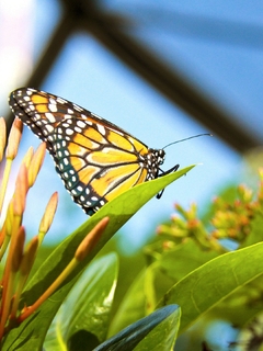 Картинка: Бабочка, крылья, сидит, цветок, растение, листья