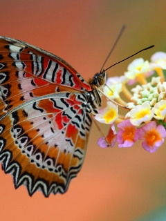 Картинка: Бабочка, крылья, окрас, яркий, цветок, размытый, фон