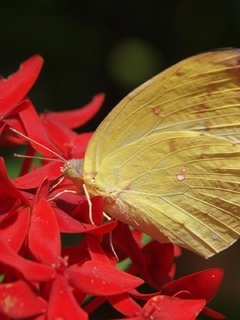 Картинка: Бабочка, крылья, красные, цветы