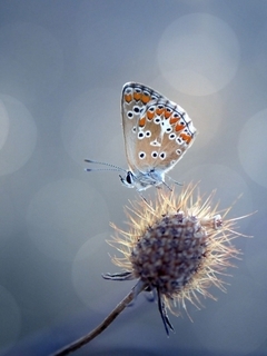 Картинка: Бабочка, растение, синеголовник, блики