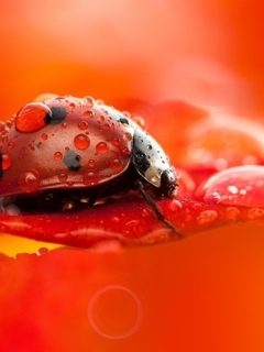 Image: Ladybug, black spots, drops, leaf, macro, blurring