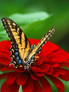 Картинка: Бабочка, крылья, цветок, красный, листья