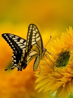 Картинка: Бабочка, крылья, окрас, цветок, подсолнух, жёлтый, сидит, собирает, нектар, размытость