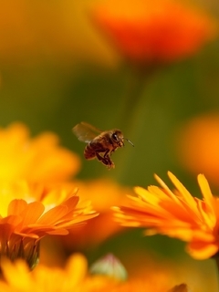 Image: Macro, bee, flies, flowers, orange