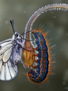 Картинка: Бабочка, гусеница, цветок, стебель