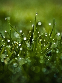 Картинка: Трава, зелёная, капли, вода, роса, блики