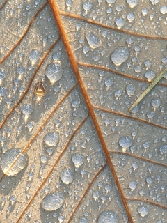 Image: Leaf, macro, drops, stem, dew, sunlight