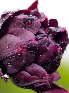 Картинка: Цветок, махровый, тюльпан, фиолетовый, тёмный, лепестки, вода, капли, фокус