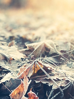 Картинка: Листья, лежат, сухие, осень