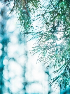 Image: Spruce, pine, needles, branches, winter, snowflakes, reflections, nature, light
