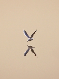 Image: Seagull, bird, reflection, minimalism