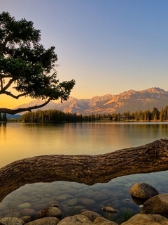 Картинка: Озеро, вода, дерево, ствол, камни, вечер, лес, горы