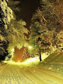 Картинка: Зима, лес, дорога, деревья, ель, снег, свет, вечер, ночь