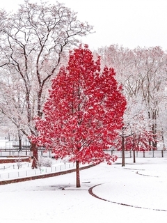 Картинка: Деревья, листва, снег, парк