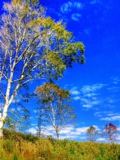 Картинка: Деревья, небо, облака, трава, поле, лес