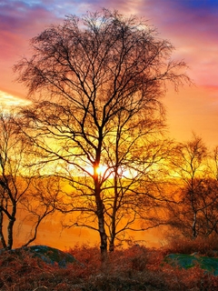 Image: Autumn, landscape, trees, bushes, sunset, clouds