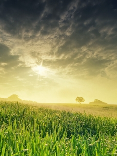 Image: Landscape, field, grass, sun, sunset, sky, clouds